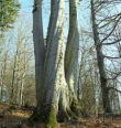 Památné stromy na Tachovsku
