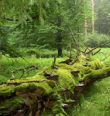 Glatzen, Glatzberg, Lysina – chráněná lesní tišina